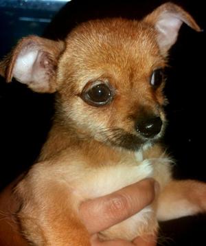 Remato Hermoso Chihuahua A1
