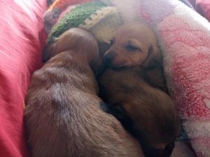 Salchichas Tekels Cachorritos