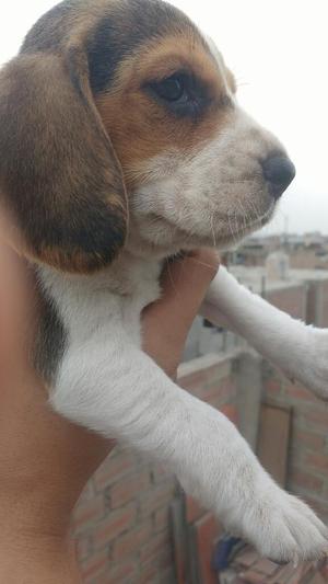 Ultimas 4 Beagle