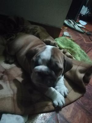 Vendo Bulldog Ingles