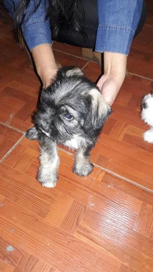 Vendo Cachorros Snausser