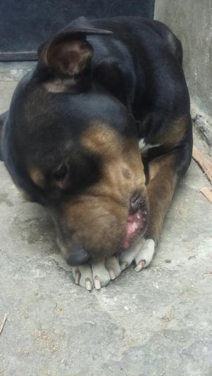 Vendo Fusion Bully X Pit Mestizo