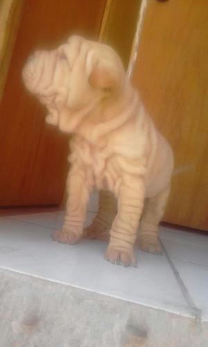 Vendo Hermosos Perros Sharpey