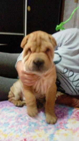 Vendo Sharpei