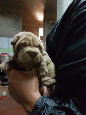 Vendo Sharpei Marron Hembrita