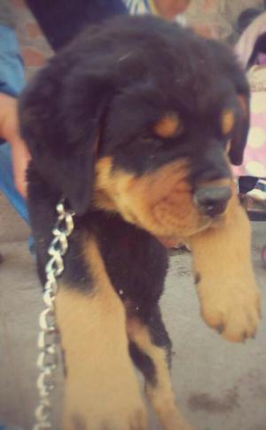 Venta de Cachorros Rottwiel