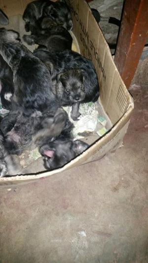 Venta de Perros Snauzer