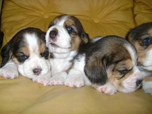 lindos y bellos beagle