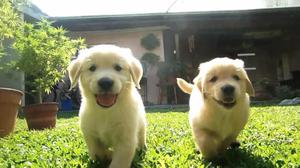 lindos y hermosos golden retriever