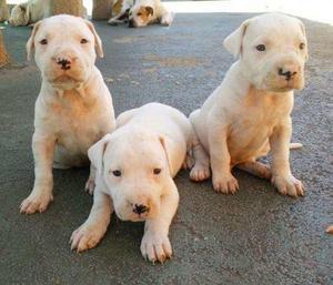 lindos y preciosos dogo argentino