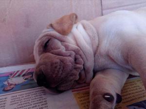 vendo cachorro sharpei