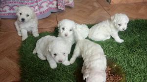 Bichon Frise Lindas Cachorritas