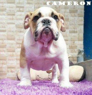 Bulldog Ingles Cameron 4 Meses