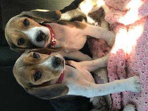 CACHORRA BEAGLE EN VENTA