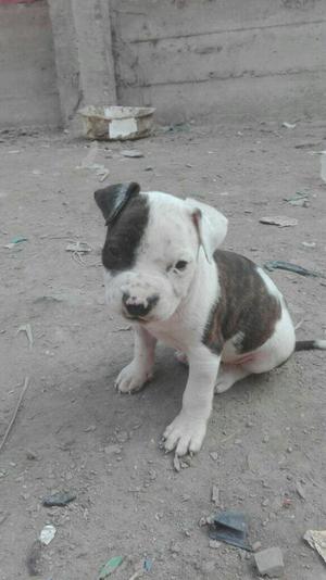 Cachora Fusión Pitbull,american Bully