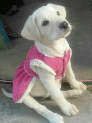 Cachorra Labrador de 2 Meses Y Medio