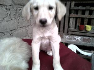 Cachorro Labrador de 3 Meses Cariñosito