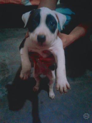 Cachorro Pitbull Fusion