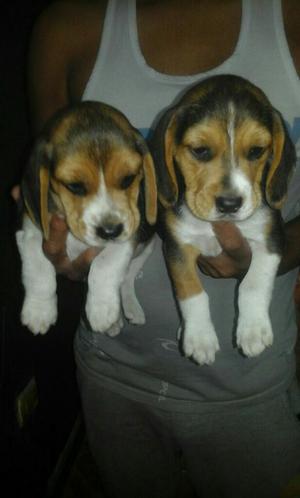 Cachorros Beagles