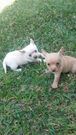 Cachorros Chihuhua