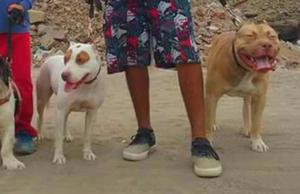 Cachorros Pitbull