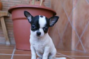 Cacjorros Chihuahua