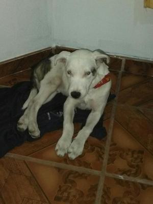 Dogo Argentino con Labrador de 3 Meses