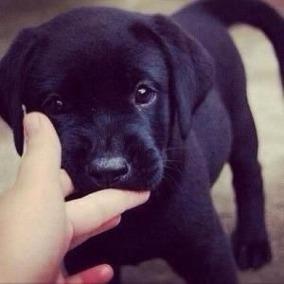 LABRADOR OFERTA