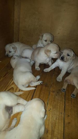 Labradores Cachorros