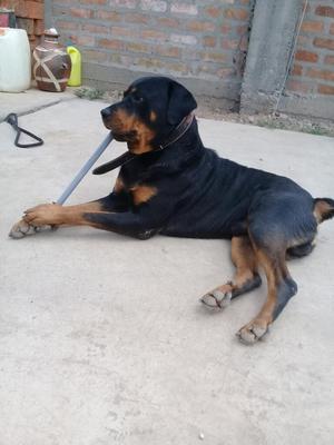 Reproductor Rottweiler