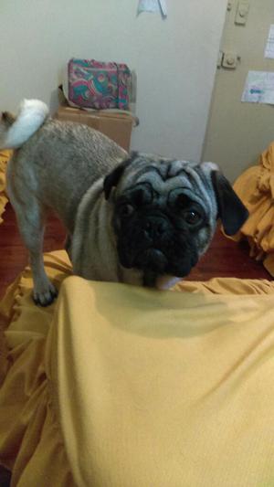 Se Busca Novia para Pug (canela,10kg)