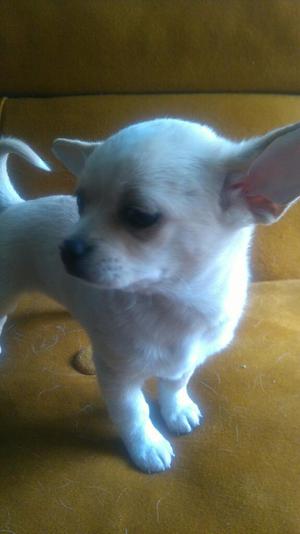 Se Vende Cachorra Chihuahua