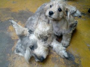 Se Vende Cachorros de Shnauzer Cruzados