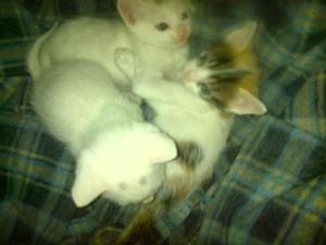 Se da en adopción 3 gatitos: