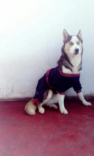 Servicio de Monta, Siberino Husky