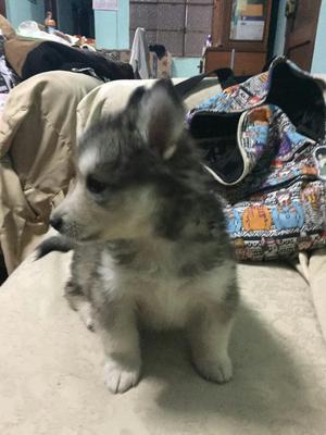 Siberianas Husky