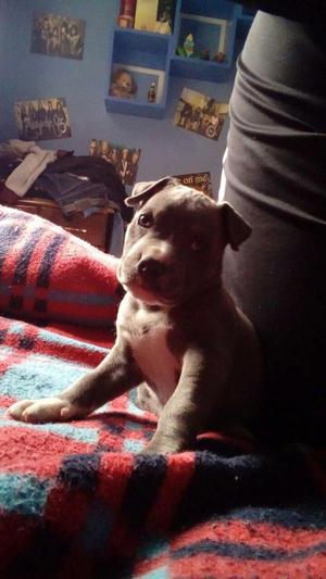 VENDO, Perro American Bully blue fusion con Pitbull de un