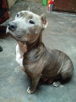 Vendo Cachorrito Pitbull Atigrado