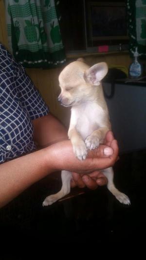 Vendo Cachorritos Chihuahua