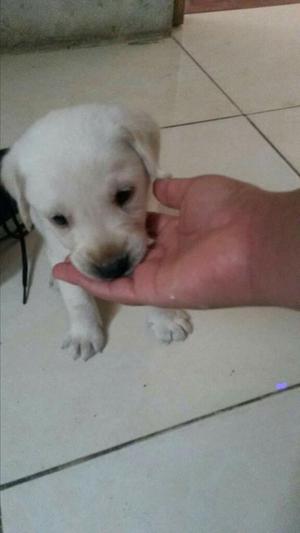 Vendo Cachorro Labrador