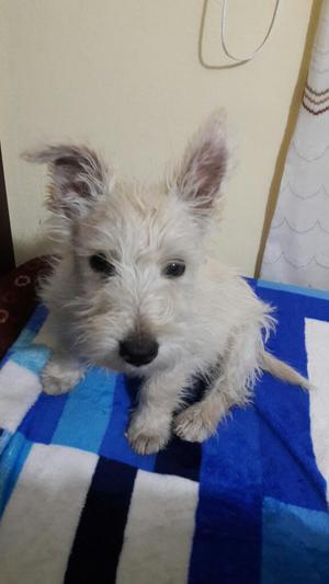 Vendo Cachorro Scotish Terrier 2 1/2