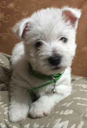 Westy Hingland White Terrier