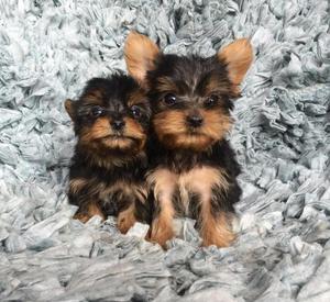 Yorkshire Terrier Toy Hembras
