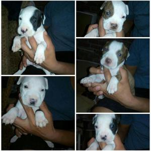 cachorros pitbulls