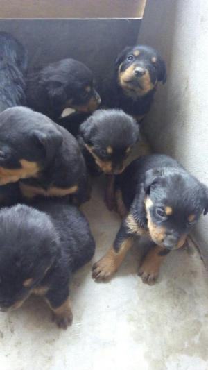 cachorros rottweiler