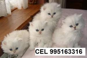 hermosos bellos gatitos con vacunas gato persa lindos envios