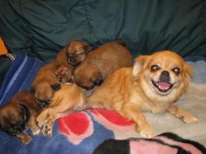 pekines bebes cachorros