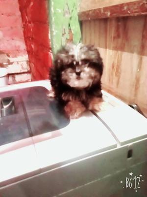 se vende shih tzu