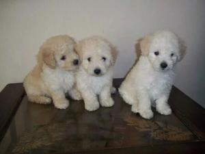 tiernos cachorros poodle toy aproveche