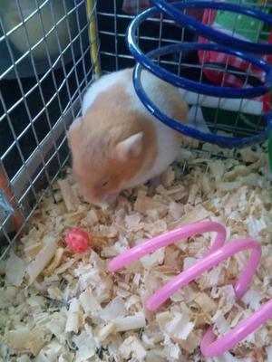 vendo hamster